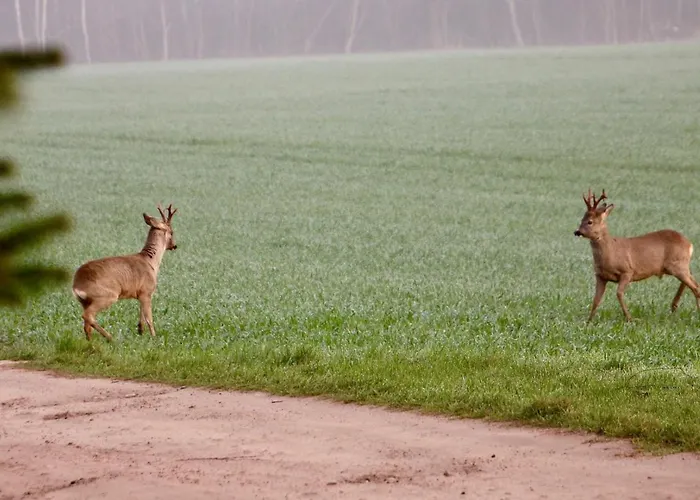 Lejlighed Ein Bett Im Kornfeld - Haus Fernweh - Innenpool *